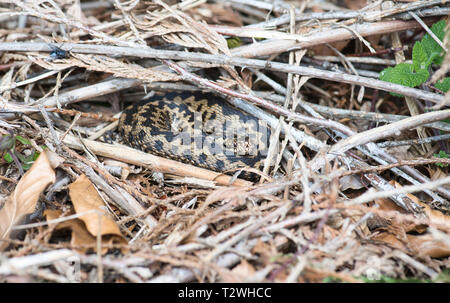 Vipère (Vipera berus), pèlerins mâles adultes au début du printemps Banque D'Images