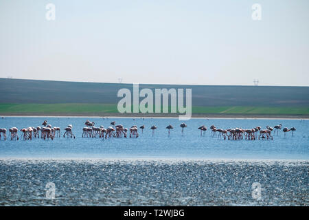 Volée de flamants sont en appui sur le lac à Duden Turquie, Konya, Kulu District. Banque D'Images