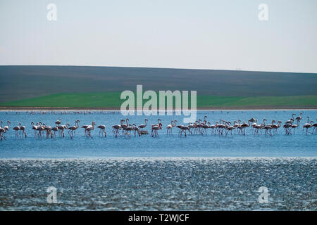 Volée de flamants sont en appui sur le lac à Duden Turquie, Konya, Kulu District. Banque D'Images