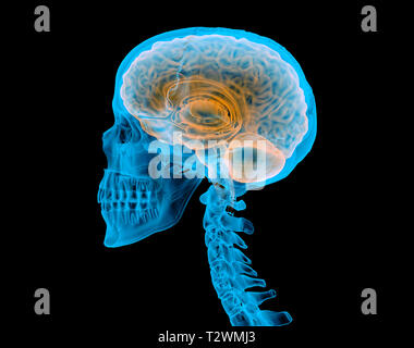 Crâne humain avec le cerveau. X-ray effet. Vue latérale sur fond noir. Banque D'Images