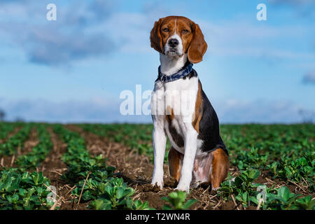 Portraits de chiens et de travail imagerie chien Banque D'Images
