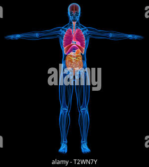 Les muscles squelettiques, l'homme et organes internes diagramme. X-ray. Sur fond noir. Banque D'Images