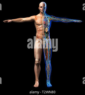 L'homme, les organes internes du squelette et schéma de l'anatomie à rayons x systèmes. Pleine figure debout sur fond noir. Vue de face. Banque D'Images