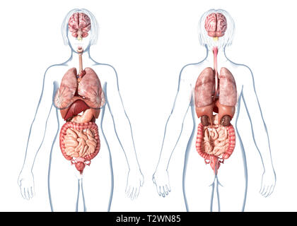 Anatomie femme organes internes, vues avant et arrière. Sur fond blanc. Banque D'Images