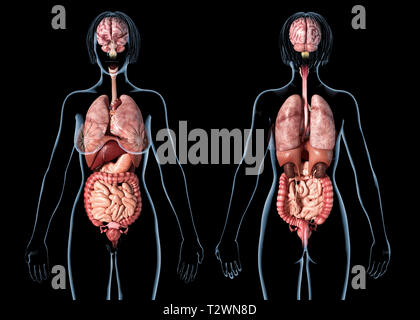 Anatomie femme organes internes, vues avant et arrière. Sur fond noir. Banque D'Images