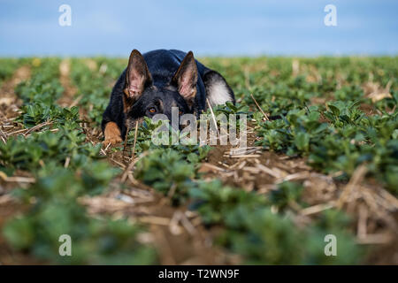 Portraits de chiens et de travail imagerie chien Banque D'Images