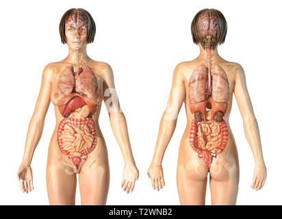 Anatomie femme organes internes avec squelette, vues avant et arrière. Sur fond blanc. Banque D'Images