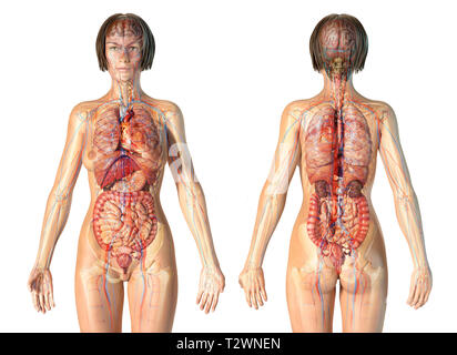 Anatomie femme système cardiovasculaire avec le squelette et les organes internes. Ghost Effet sur fond blanc. Banque D'Images