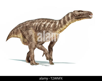 Dinosaure Iguanodon isolé sur fond blanc avec l'ombre a chuté. Banque D'Images