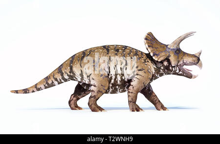 Rendu 3D Triceratops isolé sur fond blanc Vue de côté. Banque D'Images