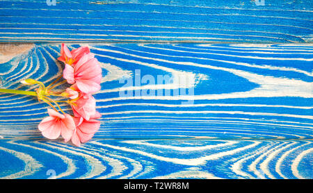 La fleur d'un géranium de couleur corail se trouve sur un fond blanc. Close-up Banque D'Images