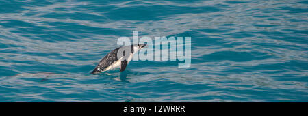 Manchot à Jugulaire (Pygoscelis antarctica), natation, Deception Island, péninsule antarctique, Antarctique Banque D'Images