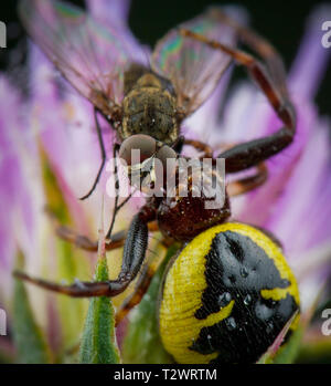 Peu de miel bee pris de spider Banque D'Images