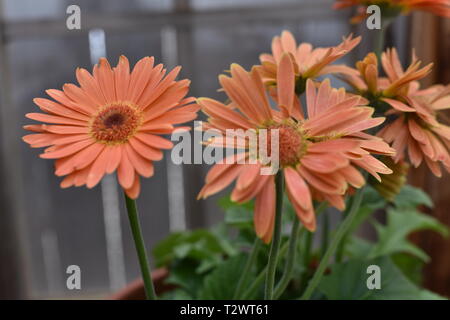 Gerber Daisies Banque D'Images