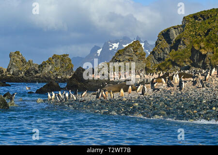 Manchot à Jugulaire (Pygoscelis antarctica), colonie de pingouins sur l'île de Géorgie du Sud Banque D'Images