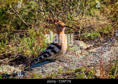 Un jeune oiseau huppe fasciée est assis sur une pierre. Upupa epops Banque D'Images