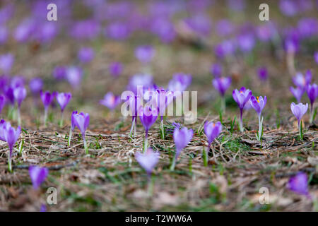 Premières fleurs crocus fleurissent sous le soleil en arrière-plan Banque D'Images