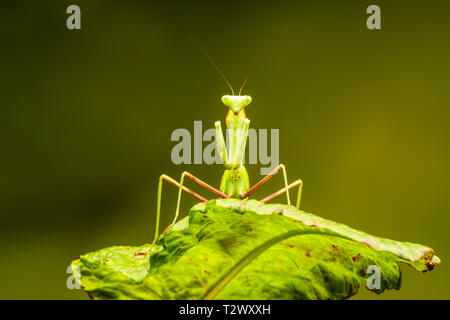 Bordée d'Afrique (mante Sphodromantis lineola) ou de l'Afrique la mante religieuse, est une espèce de mantes à partir de l'Afrique - libre avec focus sélectif. Banque D'Images