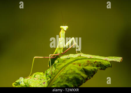 Bordée d'Afrique (mante Sphodromantis lineola) ou de l'Afrique la mante religieuse, est une espèce de mantes à partir de l'Afrique - libre avec focus sélectif. Banque D'Images