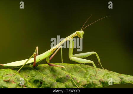 Bordée d'Afrique (mante Sphodromantis lineola) ou de l'Afrique la mante religieuse, est une espèce de mantes à partir de l'Afrique - libre avec focus sélectif. Banque D'Images