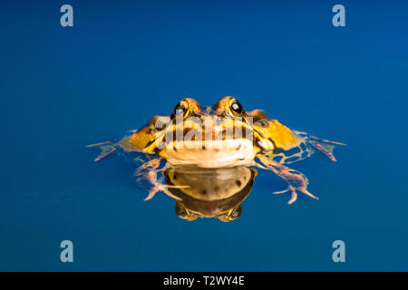 Grenouille européen commun (Pelophylax kl. esculentus), également connu sous le nom de l'eau courante, la grenouille verte grenouille comestible ou grenouille. Banque D'Images