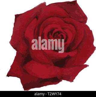 Peinture Aquarelle naturaliste d'une rose rouge en fleurs - vector illustration Illustration de Vecteur