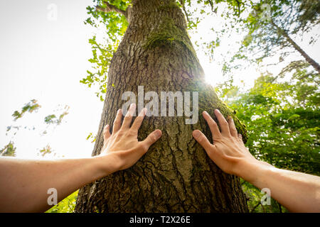Un homme de race blanche de toucher un arbre Banque D'Images