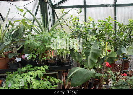 En attente sur le rempotage des tomates dans une serre. Banque D'Images