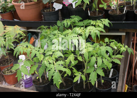 En attente sur le rempotage des tomates dans une serre. Banque D'Images