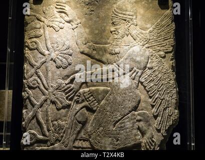 Reliefs assyriens au Musée du Vatican,génie ailé s'agenouiller avant de l'arbre sacré, depuis le palais à Nimrud,Assurnazirpal II 883-859 B.C. Banque D'Images