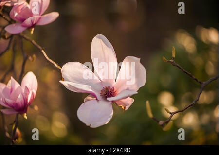 Fleurs de magnolia rose dans une image macro Banque D'Images