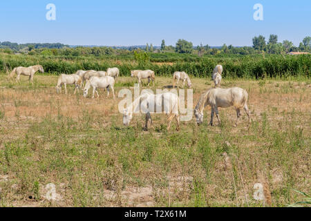 Certains chevaux camargue vu dans la région de la Camargue, une région dans le sud de la France Banque D'Images