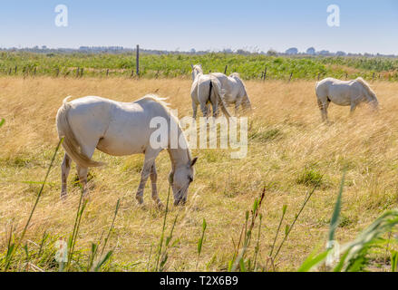 Certains chevaux camargue vu dans la région de la Camargue, une région dans le sud de la France Banque D'Images