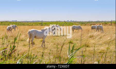 Certains chevaux camargue vu dans la région de la Camargue, une région dans le sud de la France Banque D'Images