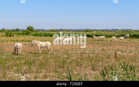 Certains chevaux camargue vu dans la région de la Camargue, une région dans le sud de la France Banque D'Images