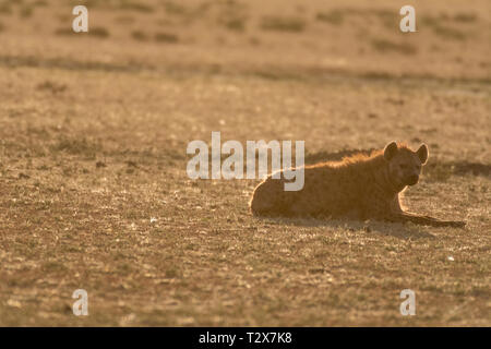 Silhouette d'Hyène au lever du soleil au repos dans la région de Maasai Mara Banque D'Images