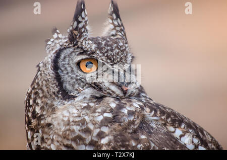 Un gros plan d'un Africain chouette (Bubo Africanus) fixant intensément dans la distance Banque D'Images