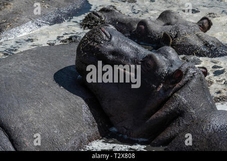 Les hippopotames se reposant dans l'eau boueuse sous le soleil chaud de Maasai Mara Banque D'Images