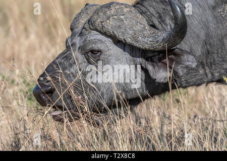 Buffle se nourrissant d'herbe sèche seul à Maasai Mara Banque D'Images