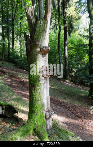 Baernloch-Wanderweg Banque D'Images