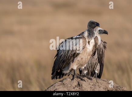 Paire de vautour blanc de l'Afrique à la recherche de proies en Maasai Mara Banque D'Images