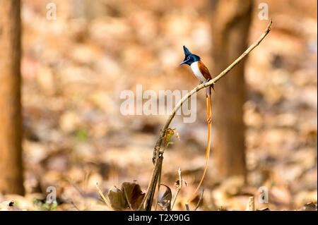 Indian paradise flycatcher Banque D'Images