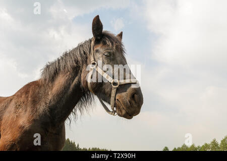 Portrait d'un cheval brun avec une bride sur une journée ensoleillée et isolé contre un ciel partiellement nuageux. Banque D'Images