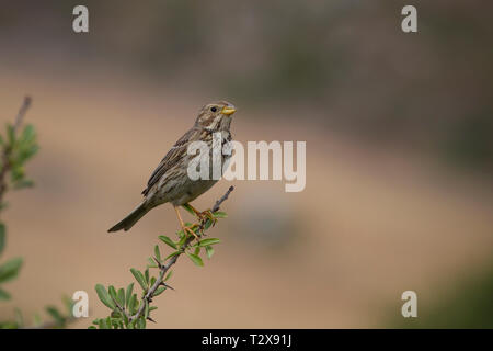 Miliaria calandra, Grauammer corn bunting, Banque D'Images