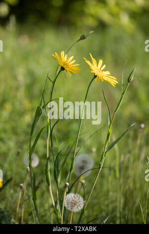 Wiesen-Bocksbart, Tragopogon pratensis salsifis des prés, Banque D'Images