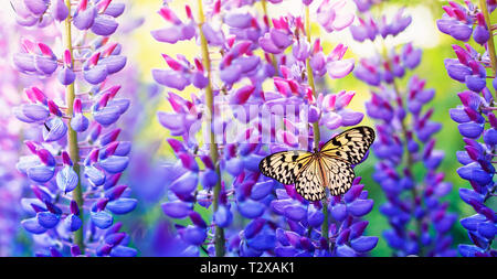 Arrière-plan panoramique naturel avec de belles couleurs et butterfly sitting dans le jardin d'été sur un lilas lumineux , violet et rose fleurs, je lupin Banque D'Images