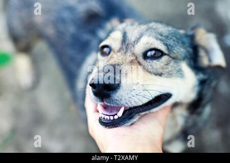 Mignon chiot brun posa sa tête sur une main d'homme et ouvrit la bouche de plaisir et de tendresse dans la rue au printemps Banque D'Images