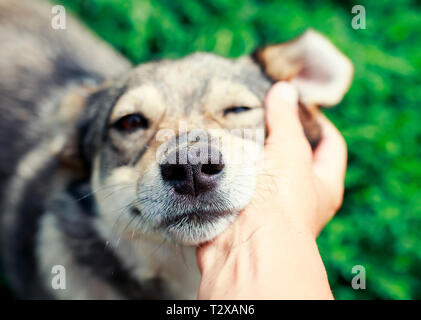 Mignon chiot brun posa sa tête sur la main de l'homme et couvert les yeux avec plaisir et tendresse dans la rue au printemps Banque D'Images