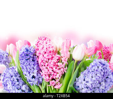 Bouquet de rose et bleu jacinthe fleurs fraîches sur fond blanc Banque D'Images