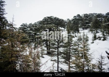 C'est une capture d'un paysage en hiver, dans le nord du Liban l'injection a été prise à la fin de mars 2019 et vous pouvez voir la forêt de cèdres Banque D'Images